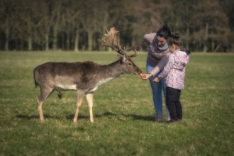 Mother and daughter feeding carrots to Fallow Deer with large antlers, with blurred forest and