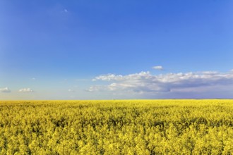 Yellow oilseed rape field under the blue sky with sun