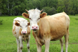 Two young bull on green meadow, farm animals