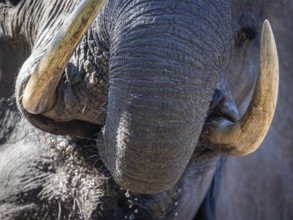 African elephant (Loxodonta africana) drinking, close-up, Manyeleti Game Reserve, South Africa
