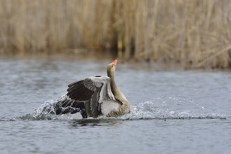Greylag goose in flight