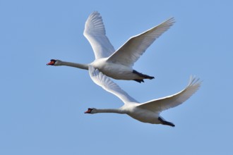 Mute Swan in territory battle in spring, Mute Swan during the breeding season