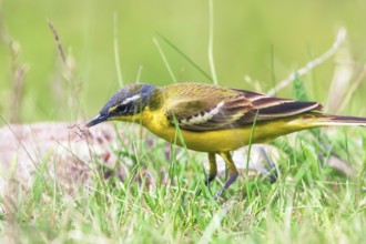 Yellow Bird in the Grass, Western Yellow Wagtail (Motacilla flava)