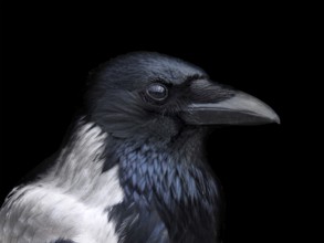 Portrait of a hooded crow in close up with face in profile
