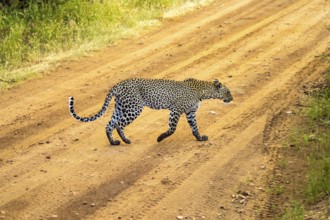 A leopard crossing the trail in Samburu Park in central Kenya
