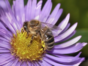 Aster with bee