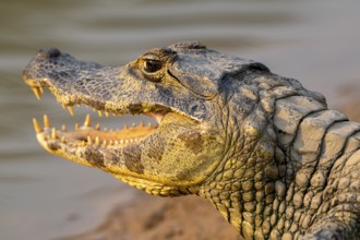 Caiman (Caimaninae), Alligator (Alligatoridae), Crocodile (Crocodylia), animal portrait, side view,
