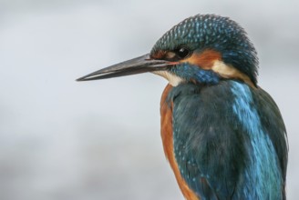 Portrait of a Kingfisher (Alcedo athis) perched on a branch. Bas-Rhin, Alsace, Grand Est, France