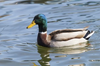 Wild duck Mallard Anas platyrhynchos. Male Duck
