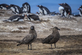 Subantarctic skuas, or Brown Skua (Catharacta antarctica), at a breeding colony of gentoo penguins