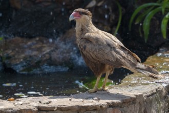 Crested caracara (Caracara plancus), backlight, Pantanal, inland, wetland, UNESCO Biosphere