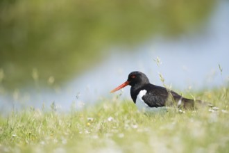 Eurasian oystercatcher in grass near the water