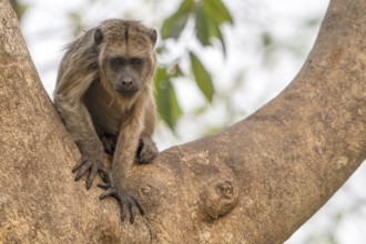 Black howler (Alouatta), young animal, juvenile, eye contact, Pantanal, inland, wetland, UNESCO