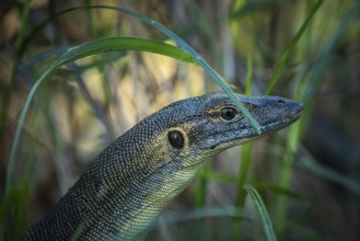 Mertens' monitor lizard (Varanus mertensi), Litchfield National Park, Northern Territory, Australia
