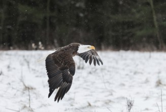 A North American bald eagle (Haliaeetus leucocephalus) at a bird of prey nature reserve