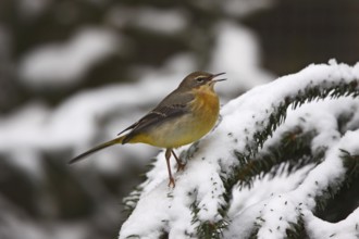 Grey wagtail, Motacilla cinerea, grey wagtail