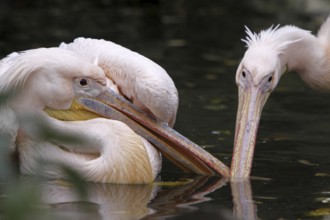 Two quarrelling pink pelicans