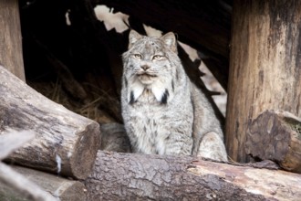Beautiful Lynx sitting behind log, New York, USA