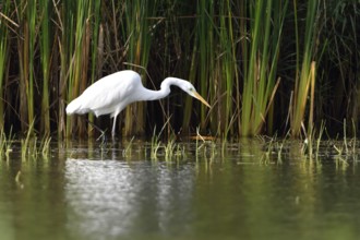 Great egret, Casmerodius albus, Great white egret in Upper Lusatia