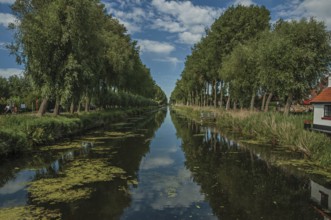 Bushes and grove along canal with sky reflected on water, in the late afternoon and blue sky, near