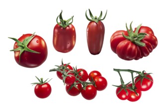 Italian tomatoes: Roma VF, San Marzano, Costoluto, Pachino, Round. Clipping paths for each object
