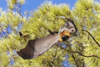 Flying Fox colony in trees in the city of Adelaide in South Australia, Australia