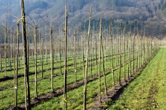 Tree nursery, Germany