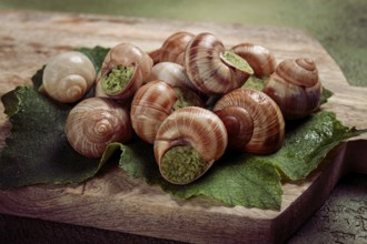 Grape snails stuffed in Burgundy, on a wooden board, French cuisine, no people