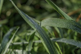 Blades of grass with glittering dewdrops on a morning, Bogen, Lower Bavaria
