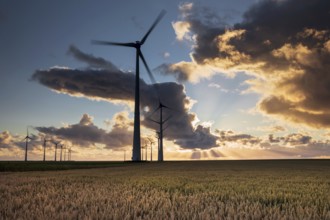 Beautiful sunset sky over turbines and wheat sky, Holland