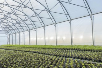 Young plants growing in a greenhouse