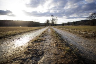 A muddy path leads into the distance, illuminated by soft evening light under a cloudy sky,