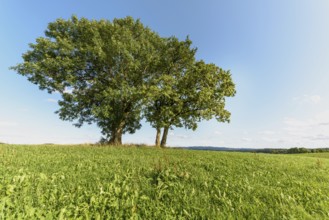 Group of trees in meadow in clear, sunny weather. Jura, France