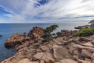 Coastal landscape with bizarre red rocks and gnarled trees with a view of the sea in the sunshine,