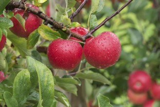 Apple (Malus domestica KANZI), Bundessorteamt, testing centre Wurz, Germany