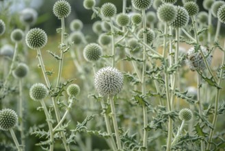 Spherical thistle (Echinops sphaerocephalus), Sarastro Stauden, Ort im Innkreis, Upper Austria,