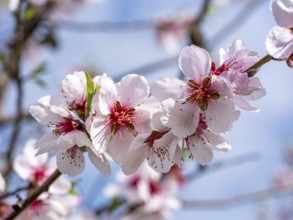 Almond blossom (Prunus dulcis), Maikammer, Rhineland-Palatinate, Germany