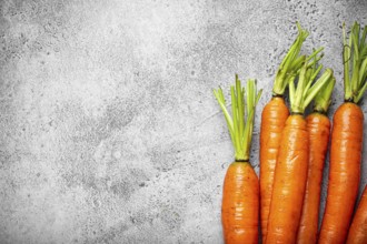 Fresh raw organic farmer carrots with leafs arranged on grey rustic stone background top view,