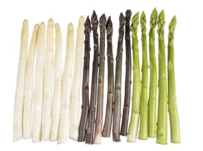 White, green and purple asparagus cropped on a white background