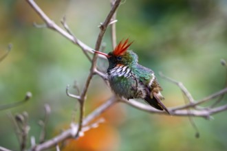 Side view of a beautiful Frilled croquette perched on a tiny branch against defocused green, orange