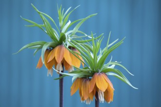 Fritillaria imperialis, crown imperial, fritillary or kaiser crown, is a species of flowering plant