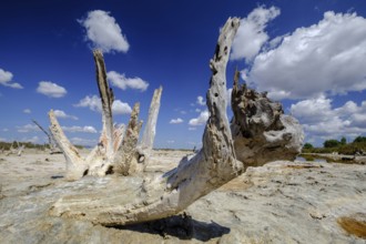 Es Coverany, Salinas de Es Trenc, Es Trenc-Salobrar de Campos, Área Natural de Especial Interés,