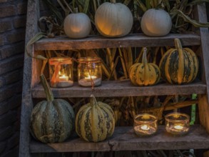 White and yellow striped pumpkins and illuminated candles on a wooden shelf create a cosy Halloween