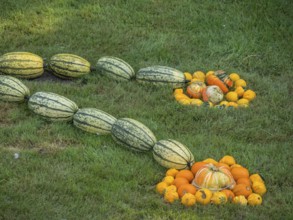Different varieties of pumpkins arranged on a lawn, borken, münsterland, germany
