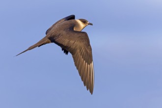 Parasitic skua, (Stercorarius parasiticus), animals, birds, seabird of the Stercorariidae family),