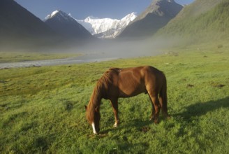 Horse among green grass in nature. Brown horse. Grazing horses in the village