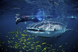 Whale shark, Rhincodon thypus, Mexico, Lake Cortez, Lower California, La Paz