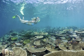Healthy reef top and snorkeller, Ellaidhoo house reef, North Ari Atoll, Maldives