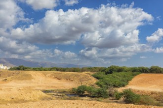 Landscape Oman, Raysut Waste Water Treatment Plant, Tree, Palm, Building, Steppe Eagle, Aquila