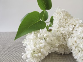 A bouquet of white lilacs
